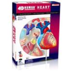 4d Visions Mode FDV26052 VISIBLE HEART ANATOMY KIT