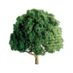 Jtt & Partners JTT94261 Professional Tree, Oak 1.5" (4)