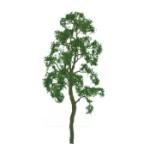 Jtt & Partners JTT94415 Professional Tree, Birch 1.5" (6)