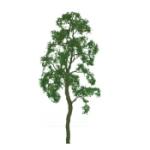 Jtt & Partners JTT94419 Professional Tree, Birch 4" (2)