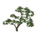 Jtt & Partners JTT94429 Professional Tree, Beech 1.5" (4)