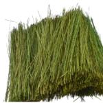 Jtt & Partners JTT95086 Field Grass, Light Green