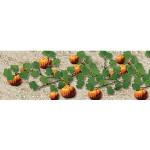 Jtt & Partners JTT95532 O Pumpkins, 2.5" long (6)