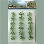 JTT Miniature T JTT95593 Rhubarb Plants, 5/8" (18)