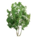 Jtt & Partners JTT96015 Professional Tree, Snow Gum 6" (1)