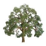 Jtt & Partners JTT96043 Professional Tree, Live Oak