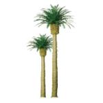 Jtt & Partners JTT96044 Professional Tree, Phoenix Palm 6" (1)