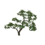 Jtt & Partners JTT96059 Professional Tree, Beech 4" (1)