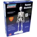 Lindberg Models LND71304 HUMAN SKELETON 14"" 14"" SCALE KIT