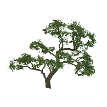 Jtt & Partners JTT94430 Professional Tree, Beech 2" (3)