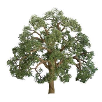 Jtt & Partners JTT96043 Professional Tree, Live Oak